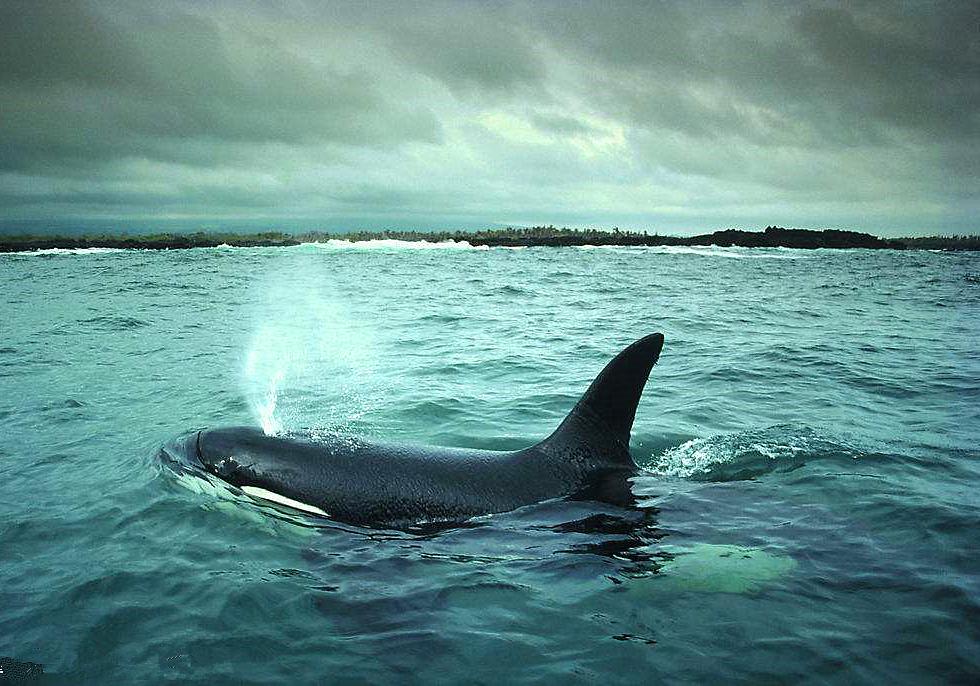 蓝鲸是哺乳动物吗怎么哺乳,鲸哺乳方式