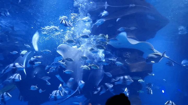 「广元卡尔海洋世界」海洋科普—鳐鱼:其实,我是被压扁的鲨鱼