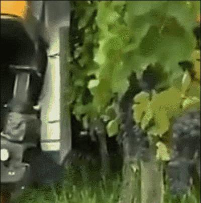 德国的认真和严谨,德国人的严谨和认真有多可怕