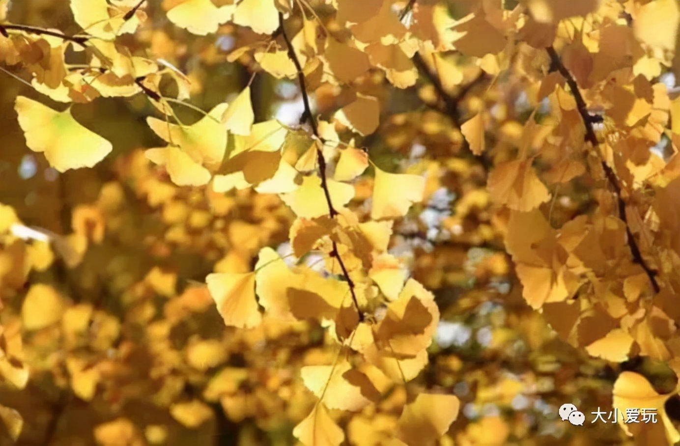北京红螺寺银杏最佳观赏时间,北京赏银杏景区有哪些