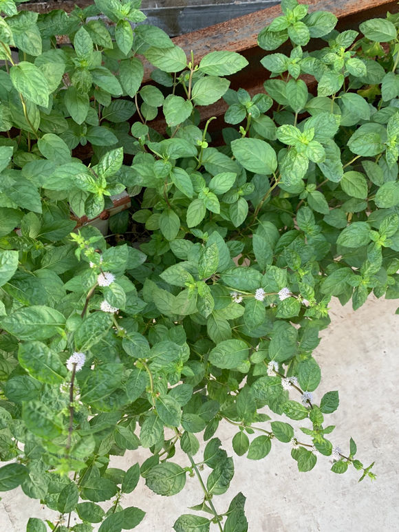 水养薄荷发黄发蔫用什么办法,薄荷叶子发黑怎么补救
