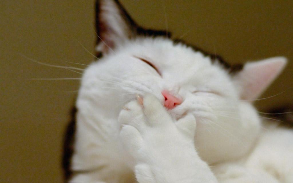 上一秒安静睡觉，下一秒疯狂跑酷，我家猫是不是脑子不正常？