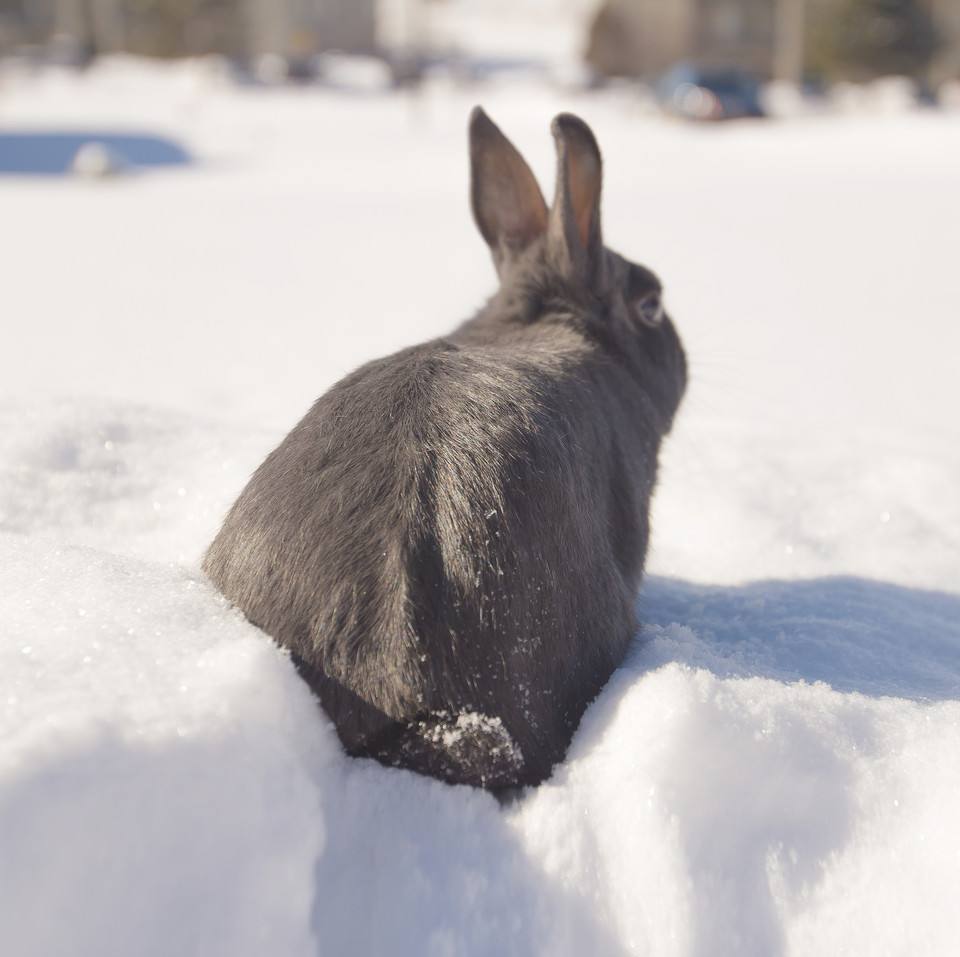 小灰兔睡觉图片,小灰兔看家故事