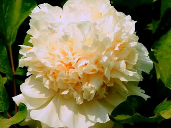 四大名品牡丹哪个好养,四大名品牡丹是哪四种