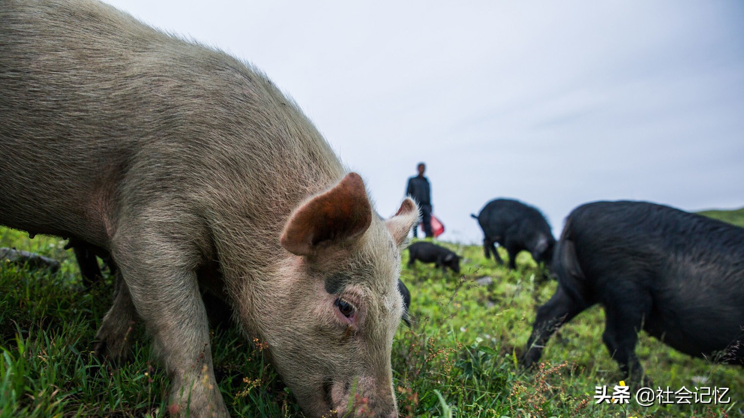 CCTV7农村致富项目,农村脱贫致富连续剧大全