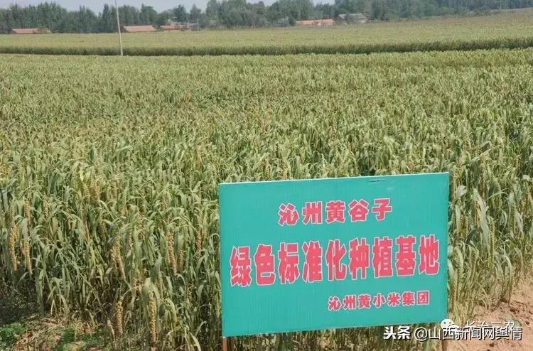 正宗山西特产沁州黄小米第一名,山西长治沁州黄小米
