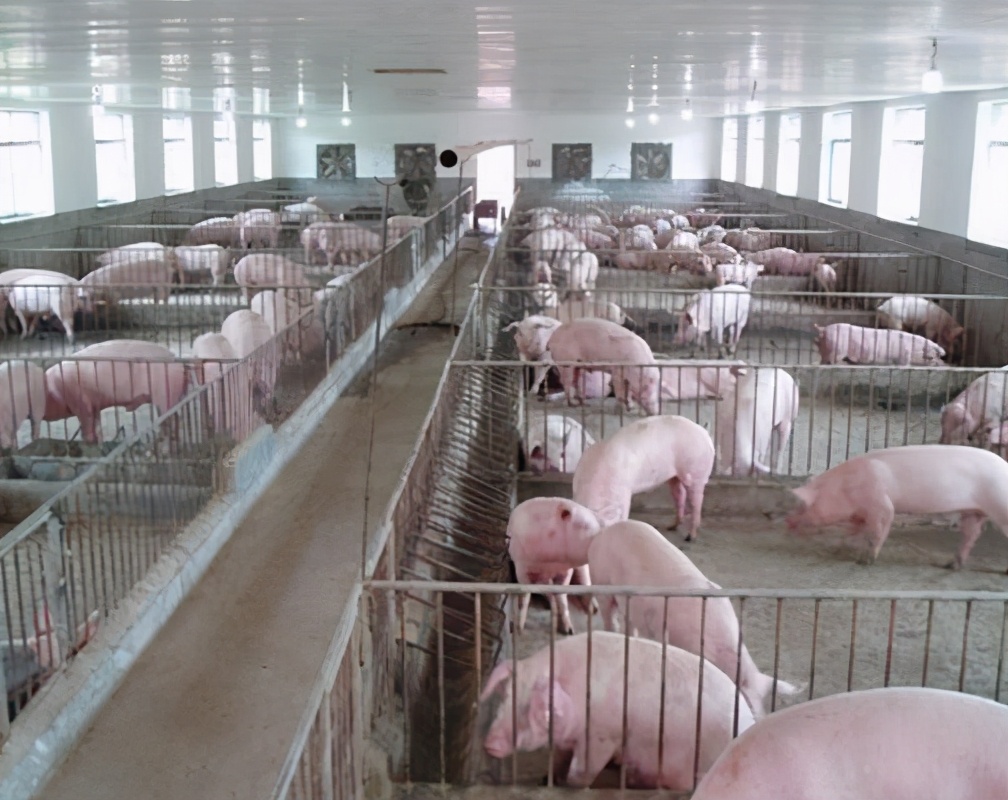 公猪母猪育种注意事项,想要母猪产仔多下面几点要牢记