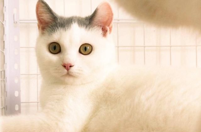 英国短毛猫的种类特别多，哪种是你的心头爱？最爱橘色“金胖子”