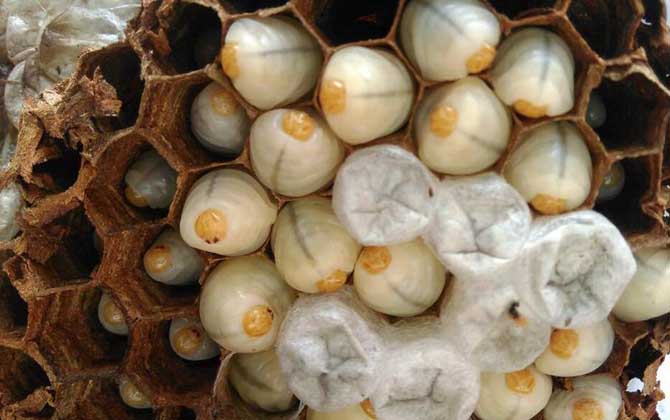 蜂蛹有什么价值,蜂蛹有什么营养价值和功效