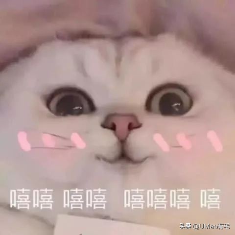 猫粮黄曲霉素中毒,猫吃了毒猫粮慢性中毒