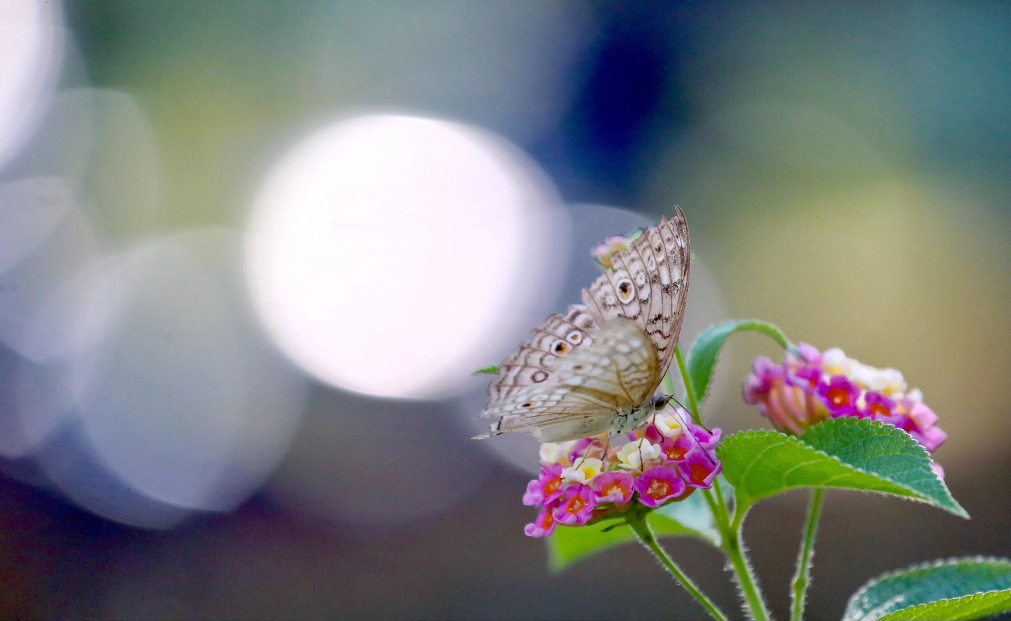 佛教如何欣赏残缺之美,慢慢明白了残缺也是一种美