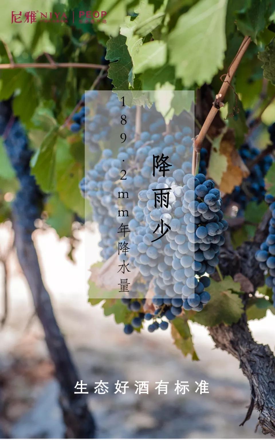 尼雅五星东方白酒,生态好酒自然柔和