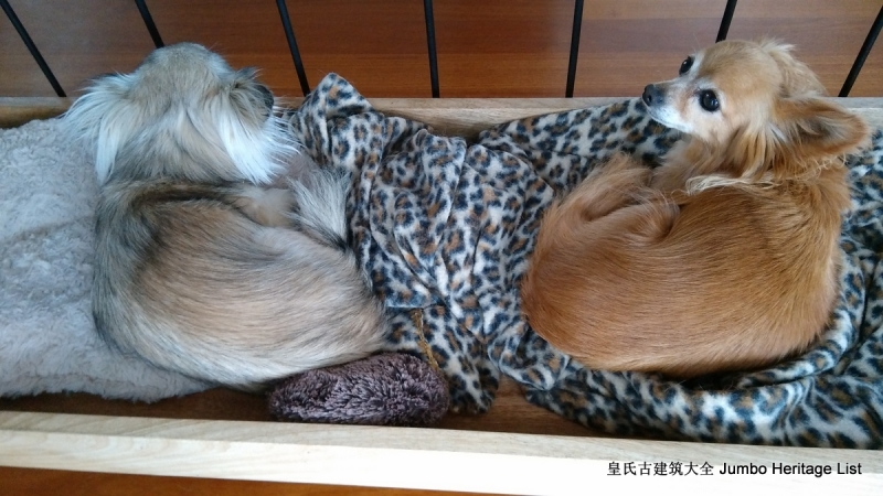 第36回：女同性恋貌合神离，划清界限准备摊牌