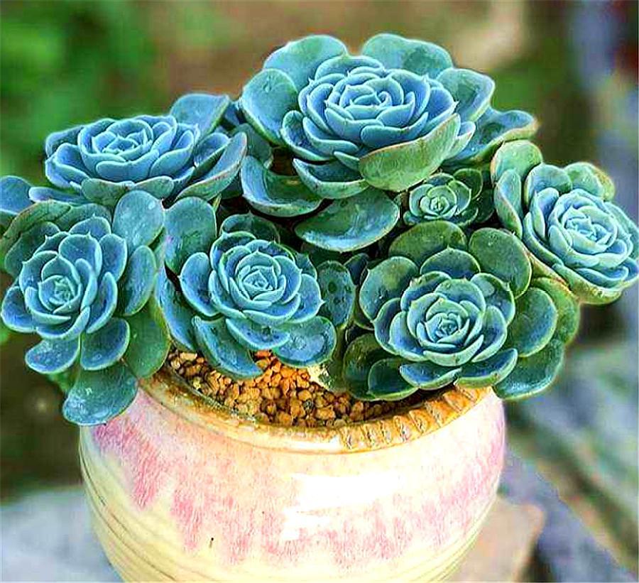 想把玉蝶养成多头老桩，这3点养护经验要知道，告别黑腐长得快