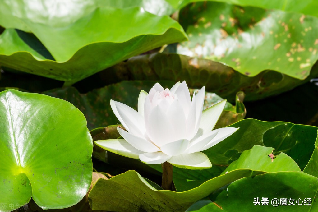 olay抗糖小白瓶新款真假,olay抗糖大白瓶