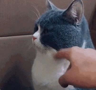 猫一天放了好几个臭屁,猫咪放的屁巨臭怎么回事