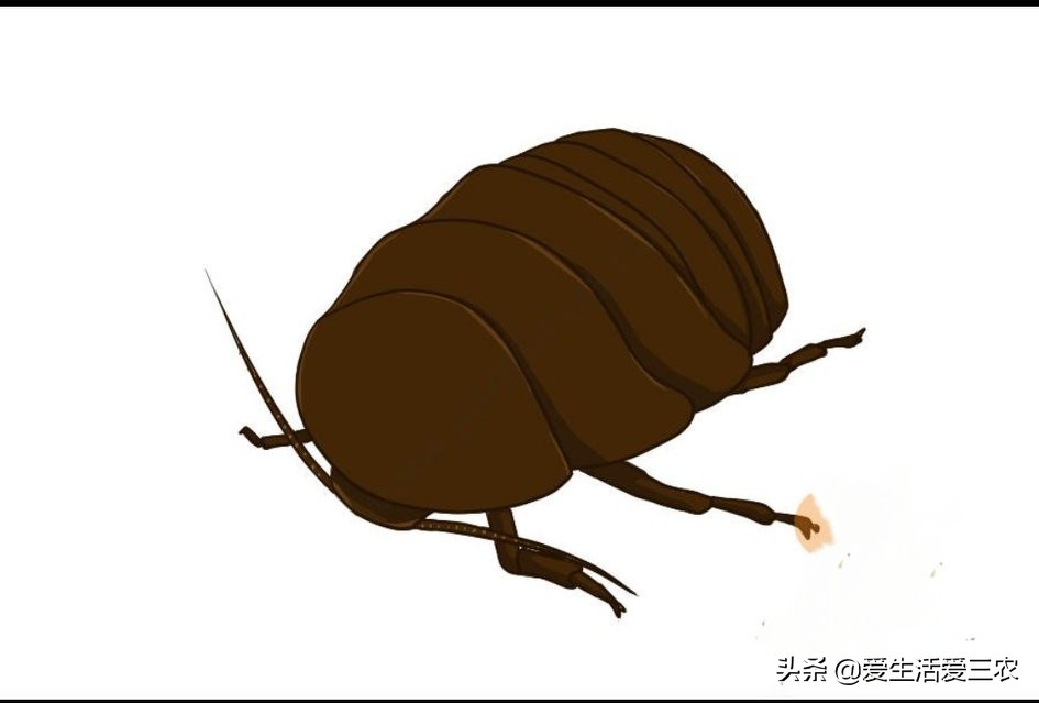 什么养殖最好养又不愁销路,养殖什么小虫最挣钱