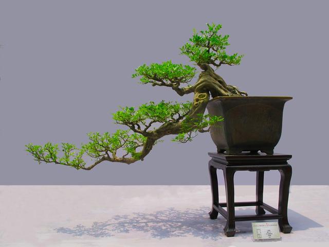 想要养好花就得配好土,想要养好每一束花