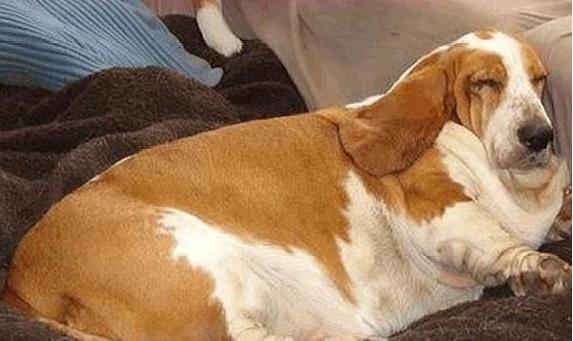 狗狗做绝育全过程,给狗狗做绝育还会乱尿吗