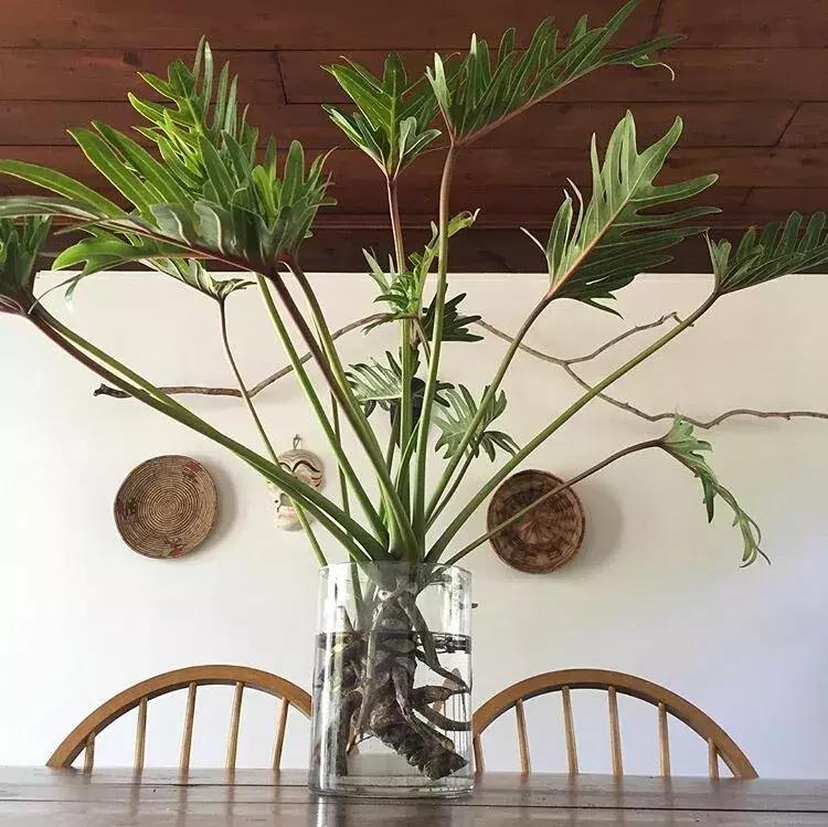 水培绿萝能放桌上吗,桌上水培花草