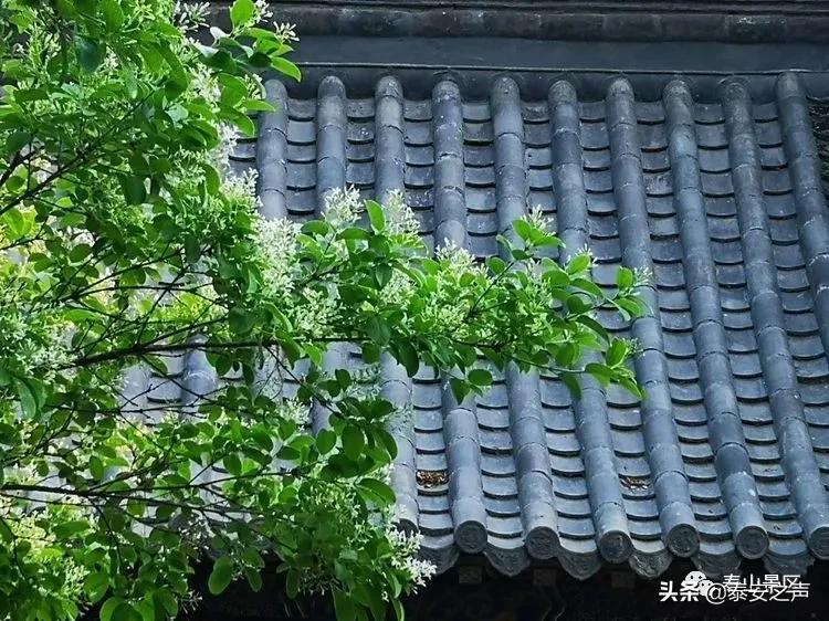 三月三蟠桃会王母娘娘聚群仙,又是一年三月三王母娘娘蟠桃会