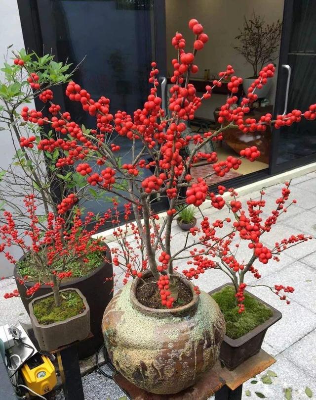 北美冬青的养护方法,北美冬青为什么来年不结果