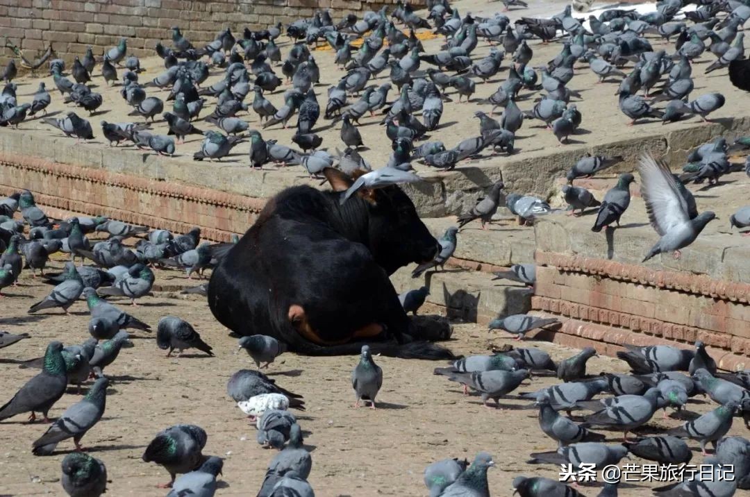 尼泊尔到印度旅游攻略,自驾游去尼泊尔注意事项
