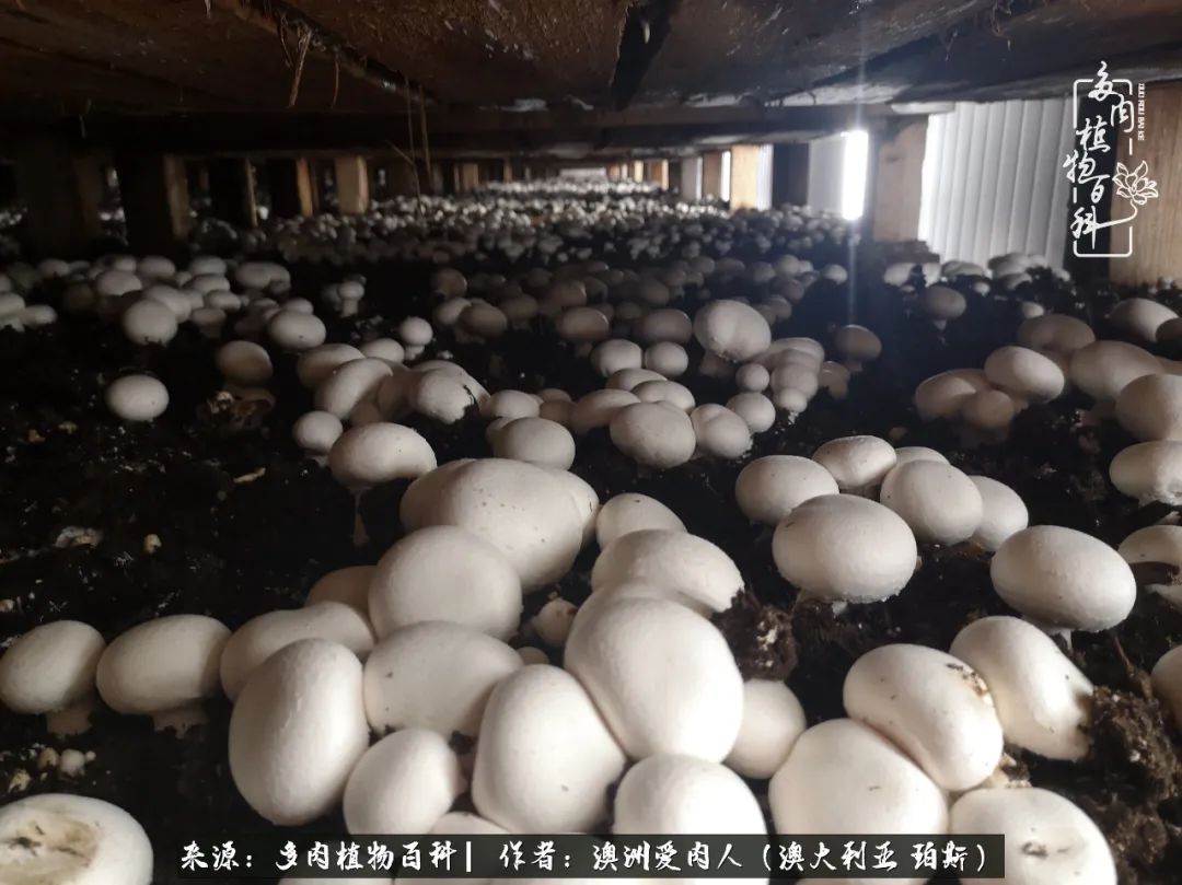 采蘑菇的小姑娘，“转行”来把多肉养