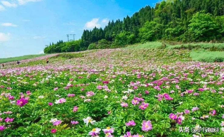 成都周边适合秋天看花的地方,成都周边看花攻略国庆节