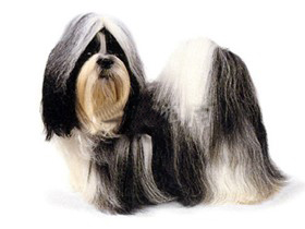 聪明的小宠物狗都有哪些品种,哪种宠物狗最聪明听话又好养