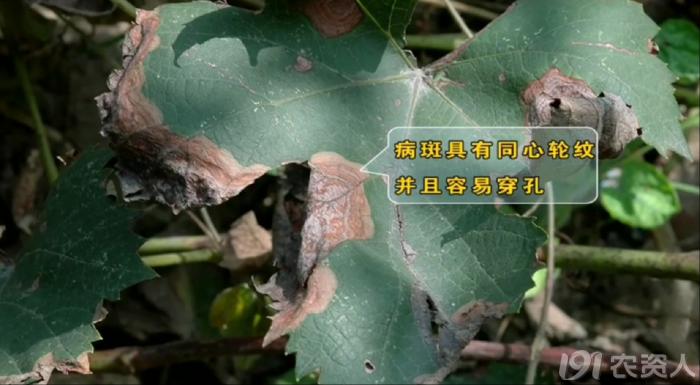 葡萄8月管理,葡萄八月的霜霉防治