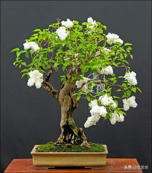 紫丁香的盆景造型与养护,白丁香盆景如何让它开花
