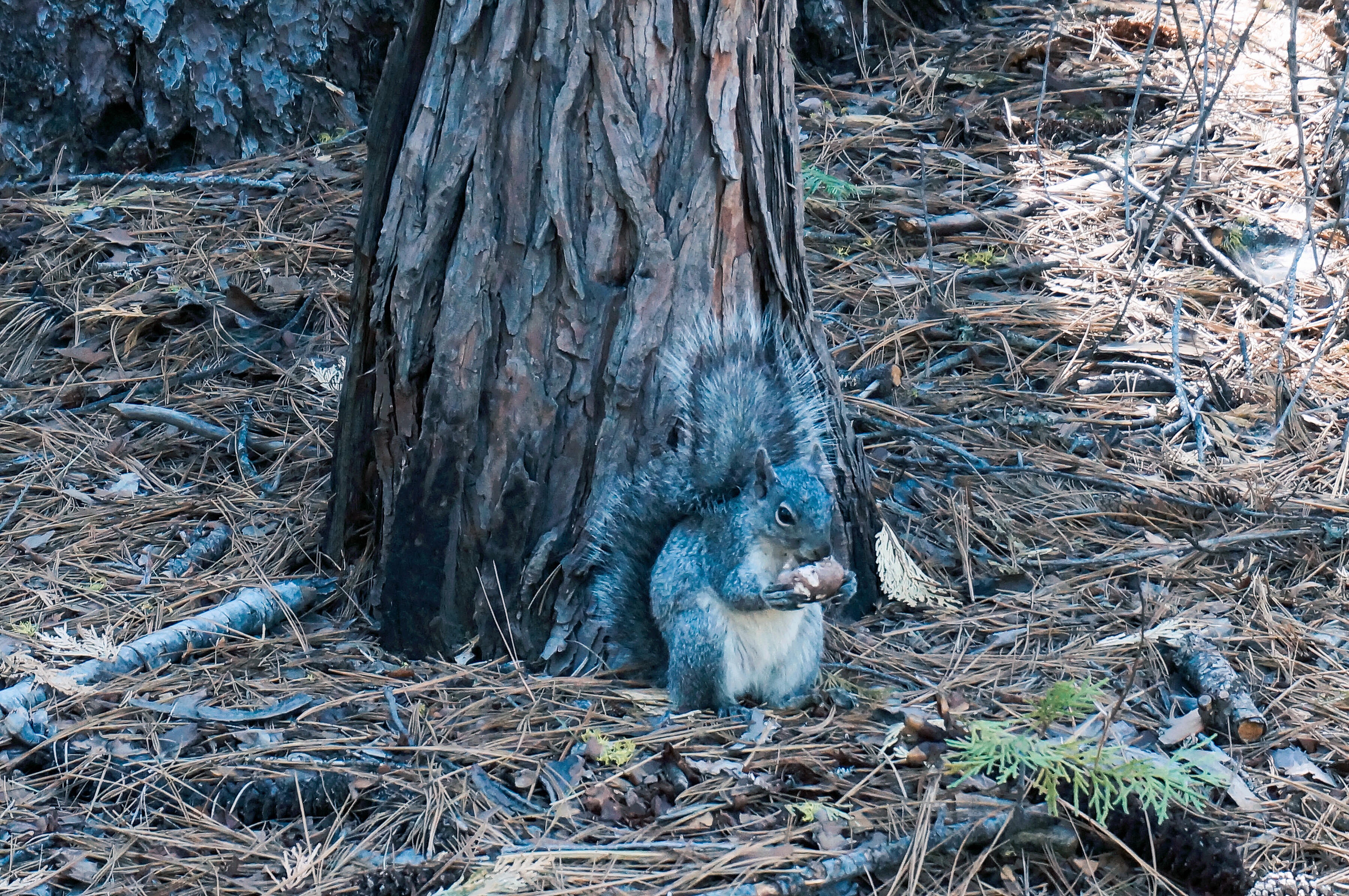 美国优胜美地国家森林公园风光,上帝的伊甸园伊犁