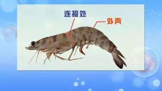 宠物吃生骨肉没有寄生虫么,宠物寄生虫对身体有害吗