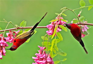 金沙遗址太阳鸟图片,叉尾太阳鸟图片大全