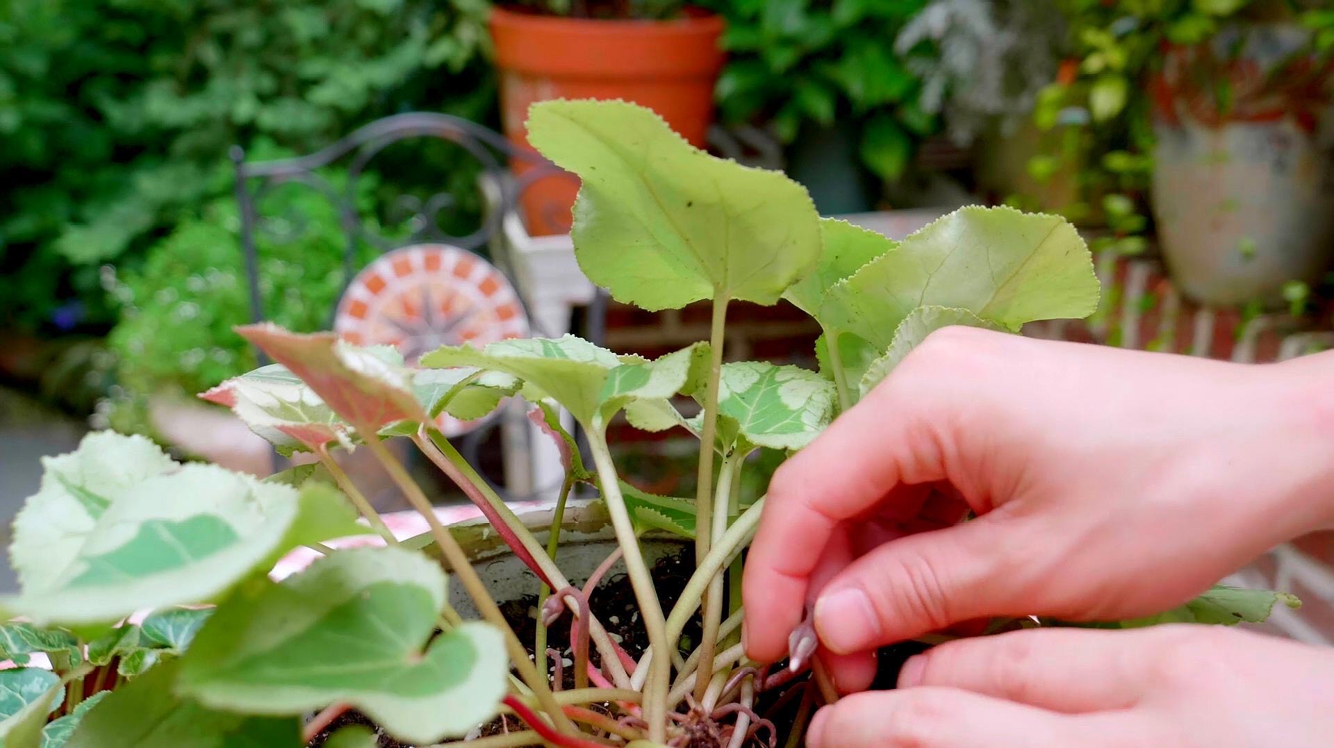养仙客来勤做2个动作开花更多,如何养仙客来一年开几次花