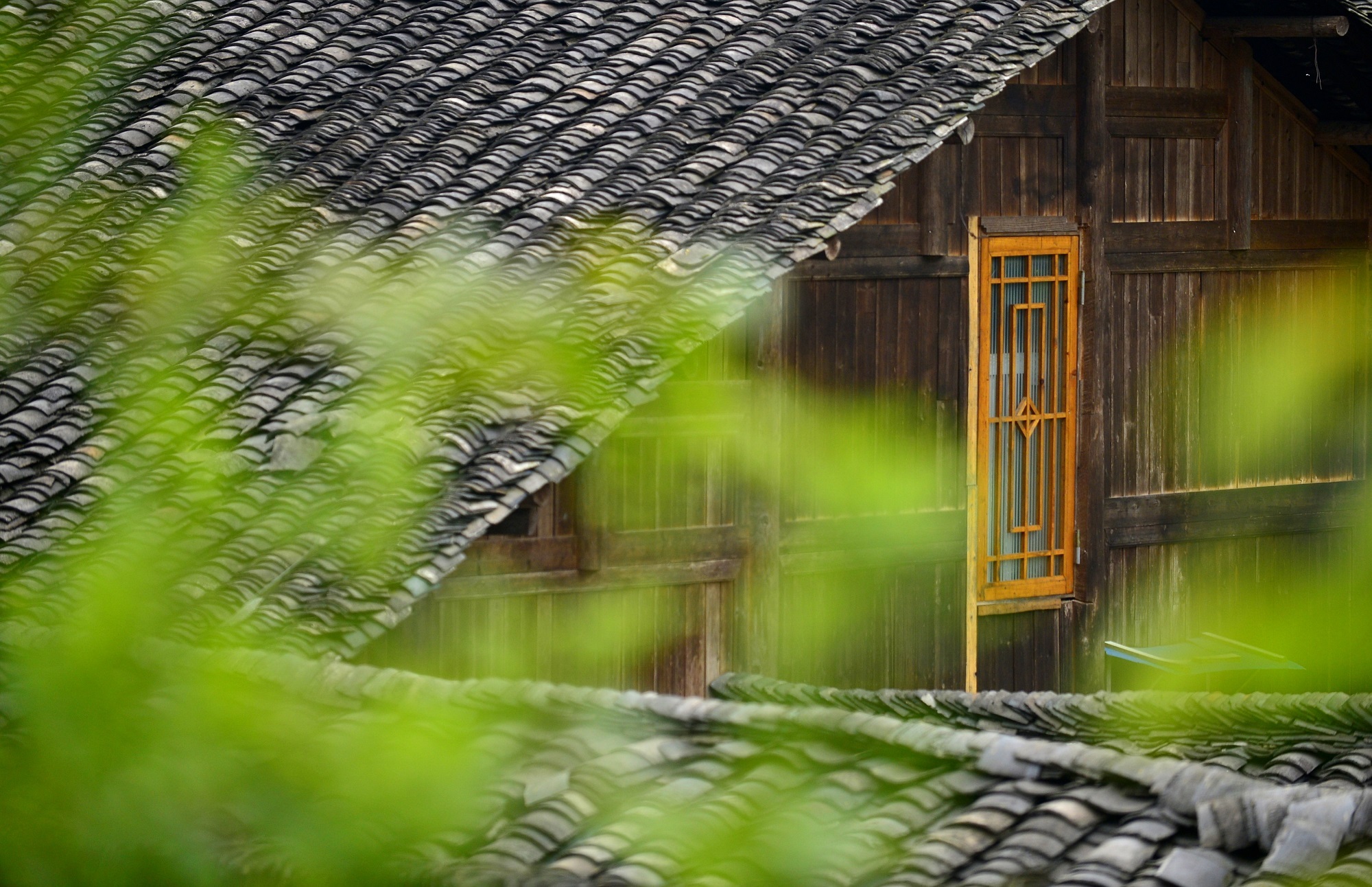 庆阳活化石叫啥,庆阳坝历史
