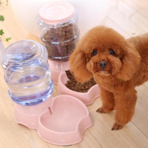 贵宾犬饲养的注意事项有哪些呢,贵宾犬日常饲养管理方法