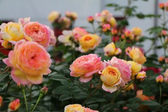 养花用多菌灵和磷酸二氢钾,养花磷酸二氢钾如何正确使用