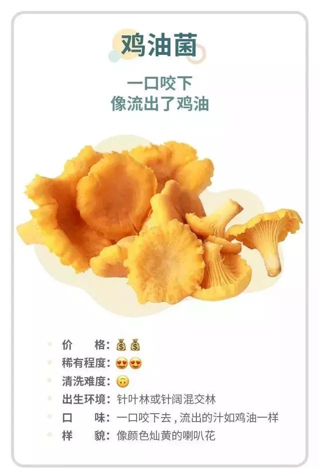 无毒野生菌图鉴大全,见手青野生菌可以吃的种类