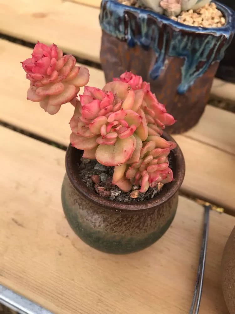 我在包邮区养肉，附多肉越冬度夏养护建议！