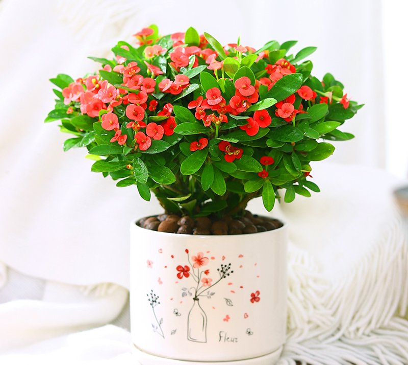 适合9月份养的绿植,四季最好养的10种花