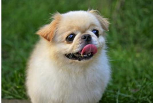 狗舌头有黑斑是不是很聪明,看狗舌头怎么分辨它的病症