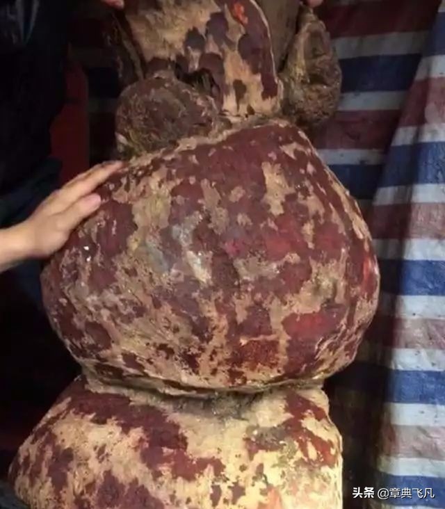 20万买大果紫檀,20万买的紫檀木