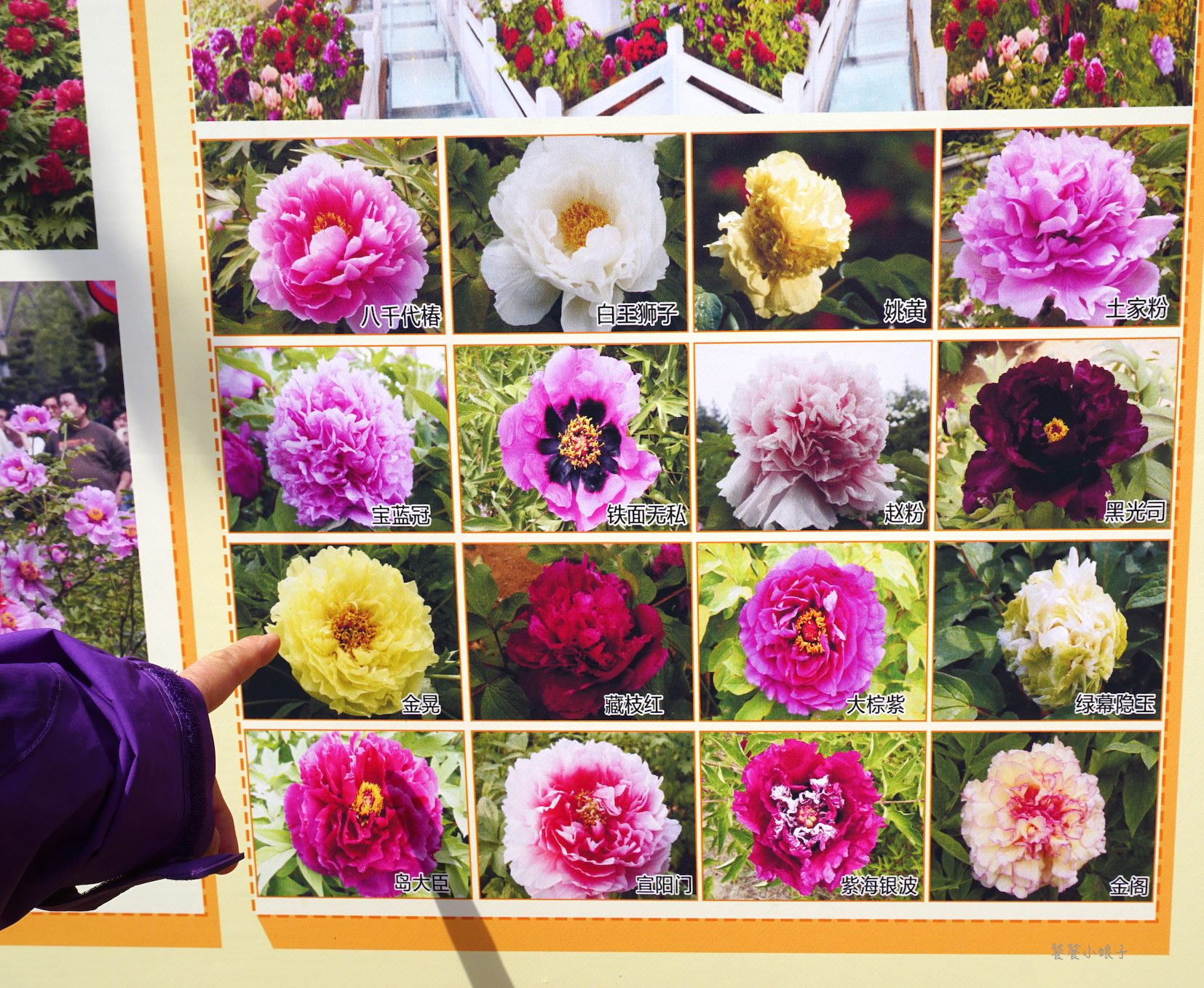 自驾游去洛阳看牡丹攻略,谁家牡丹甲天下