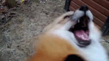 闲鱼红海蓝海哪个好,闲鱼比较好做的三个类目