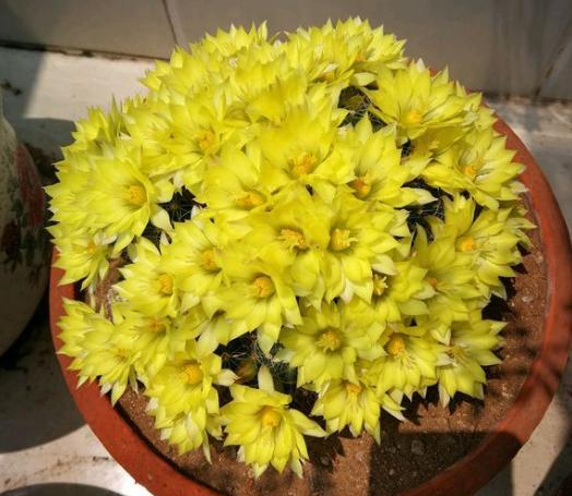 仙人球烂根怎么处理能挽救,如何判断仙人球烂根