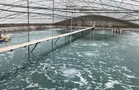 冬棚养虾气温高怎么管理,冬天大棚养虾注意什么