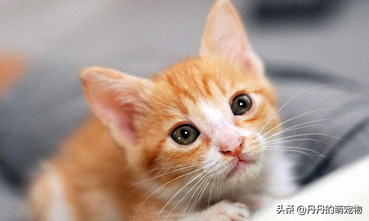 家里有一只馋猫是什么样的体验,遇到馋嘴猫怎么办