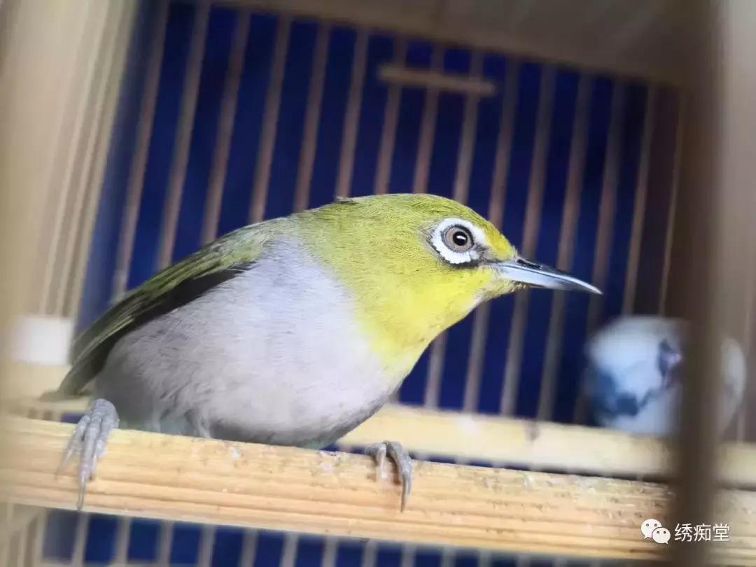 盘绣眼视频,盘绣眼最佳方法